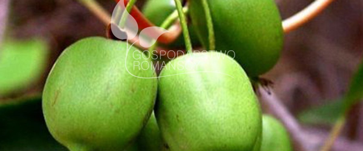 Mirtillo gigante americanoi bacca di haskap Rovo comune piccola kiwi Ossicocco americano piantine Polonia 01