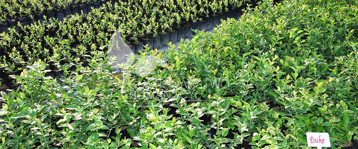 Mirtillo gigante americanoi bacca di haskap Rovo comune piccola kiwi Ossicocco americano piantine Polonia 08